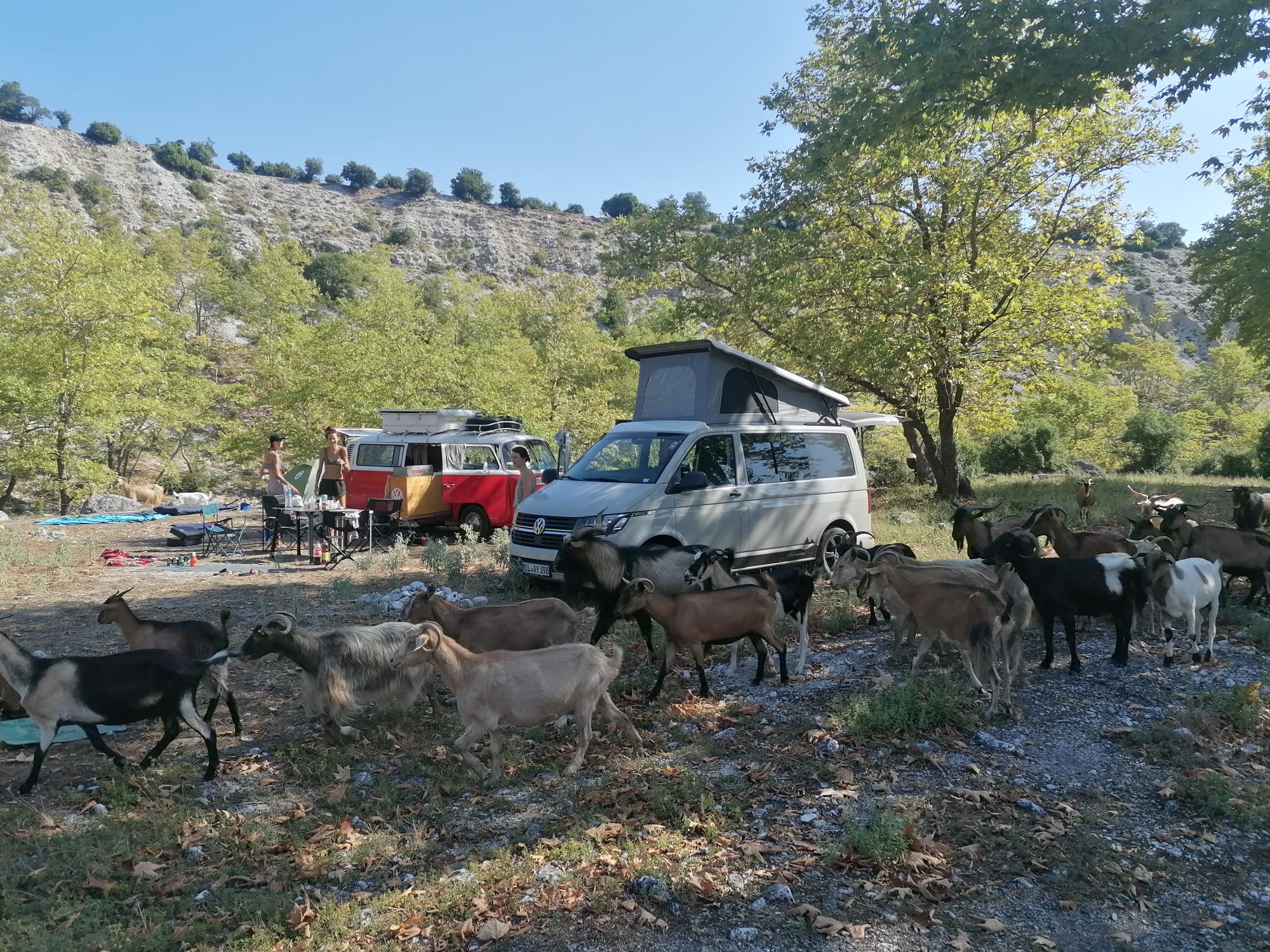 VW-Camper auf einem Stellplatz auf dem Balkan, Ziegenherde zieht durch das Camp
